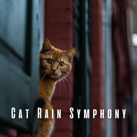 Cat Rain Symphony: Peaceful Paws with Meditation Sounds