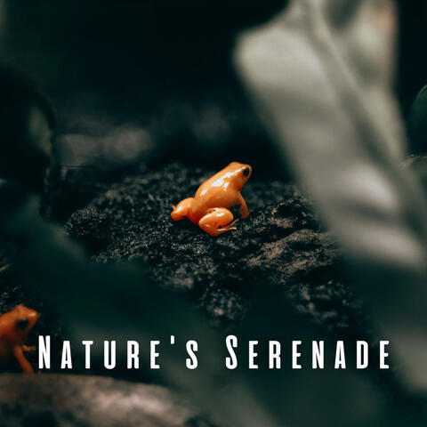Nature's Serenade: Relaxation with Frog Sounds ASMR