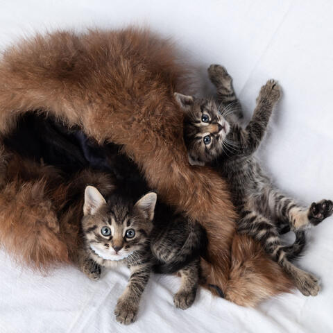 Rainy Cat's Playtime: Chill Melodies for Curious Kitties