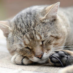 Serene Kittens' Embrace