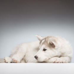 Waves of Blush Unleashed