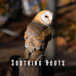Zenful Owl Retreat