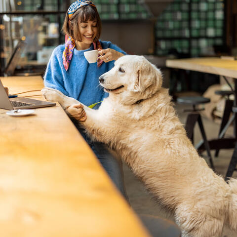 Coffee Break Dogs: Uplifting Jazz for Energetic Play