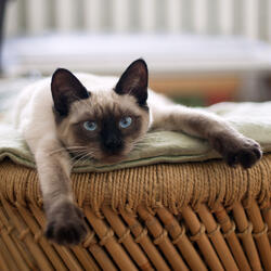 Serene Raindrops for Restful Cats