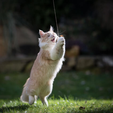 Serene Nature for Kitties: Chill Birds Soundscape for Joyful Cats