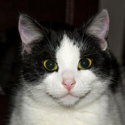 Cat Nap in the Glow of Firelight