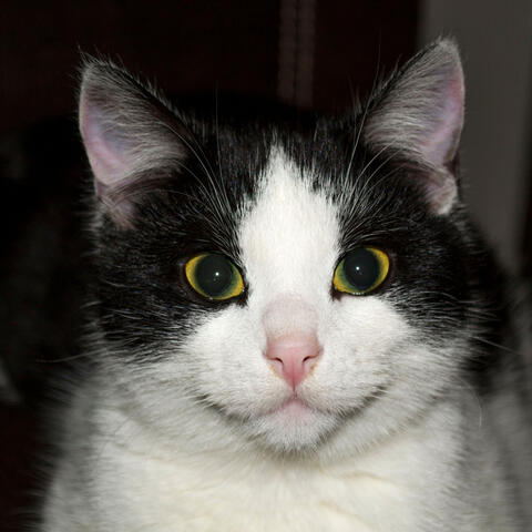 Serene Fire Retreat: Chill Bliss for Happy Cats