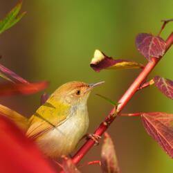 Soothing Bird Whispers