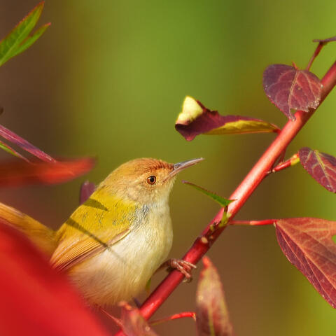 Winged Echoes: Rhythms of Nature's Melodious Birds
