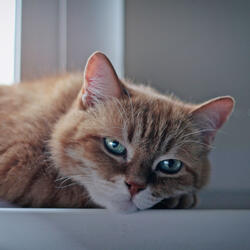 Feline Dreams Float on Frequencies