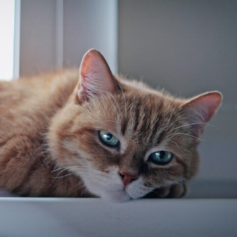 Melodies of Feline Serenity: Gentle Brown Noise for Peaceful Cats