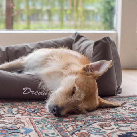 Dog Dreamscape: Peaceful Rain for Serene Doggie Dreams ASMR