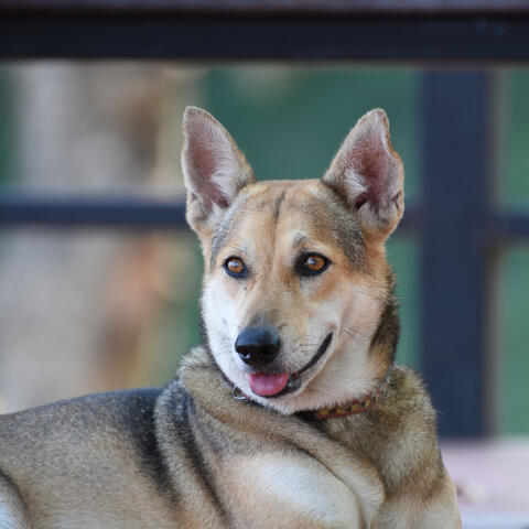 Dog Lounge Oasis: Jazz Vibes for Peaceful Dog Moments