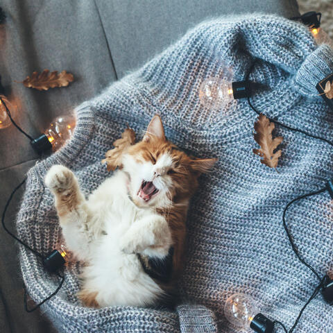 Coffee Shop Whiskers: Jazz Cat Dreamscapes for Serene Sleep