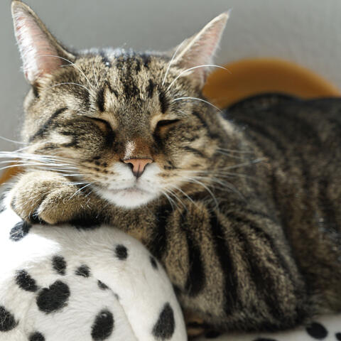 Lounge Cat Haven: Jazz Vibes for Peaceful Cat Moments