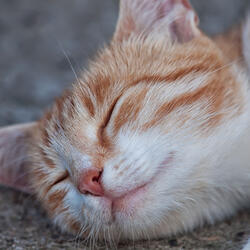 Rain Whispers for Cats
