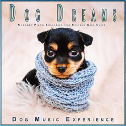Dog's Nightime Serenade