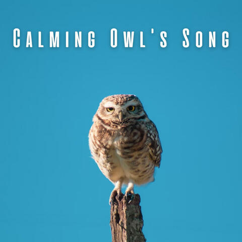 Calming Owl's Song: Nature's Relaxation Haven