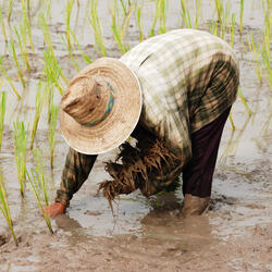 Rain's Melodies Propel Work Flow