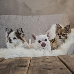 Tranquil Oasis of Calm Dog Vibes