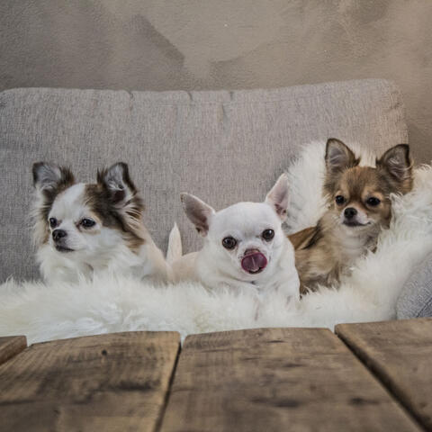 Lounge Dog Vibes: Soothing Jazz for Happy Pups