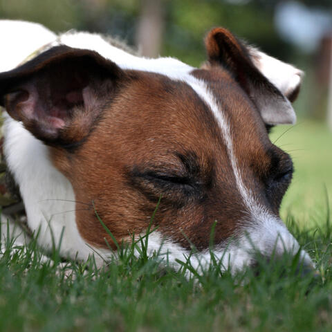 Crickets' Pawchestra: Restful Dog Sleep with Calming Rain Tones