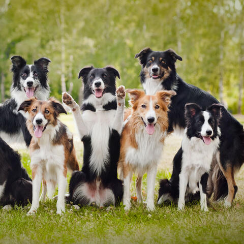 Pawsome Rainfall: Binaural Bliss for Happy Pets