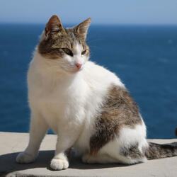 Ocean's Cadence for Purring Bliss