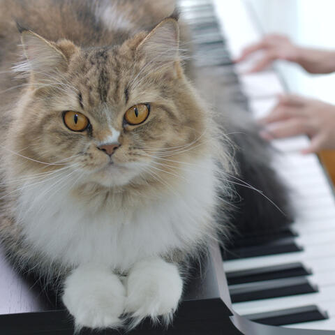 Harmonic Pet Companionship: Relaxing Piano Tunes for Peaceful Moments