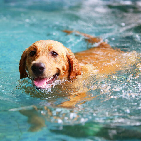 Water's Retreat: Ambient Bird Tones for Pet Relaxation