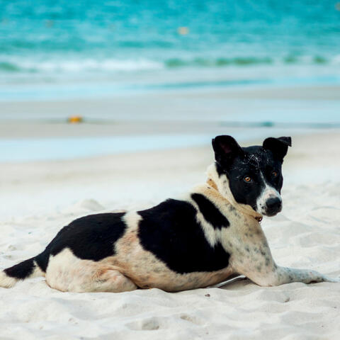 Seaside Wag: Ocean Ambient Harmony for Relaxed Dogs