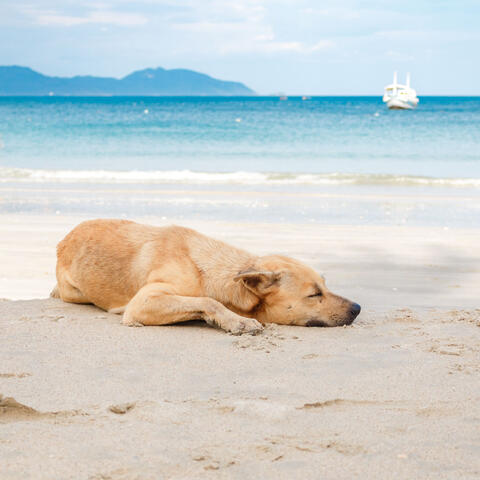 Pets' Oceanside Bliss: Ambient Serenity for a Calm Environment