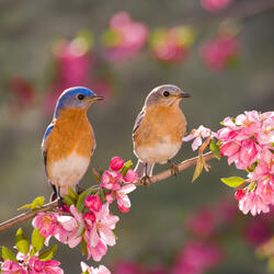 Zen Garden Avian Serenity