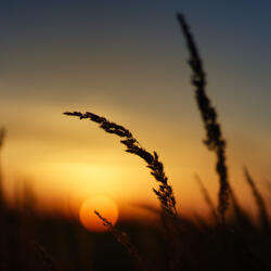 Melodic Tones of Serene Dusk