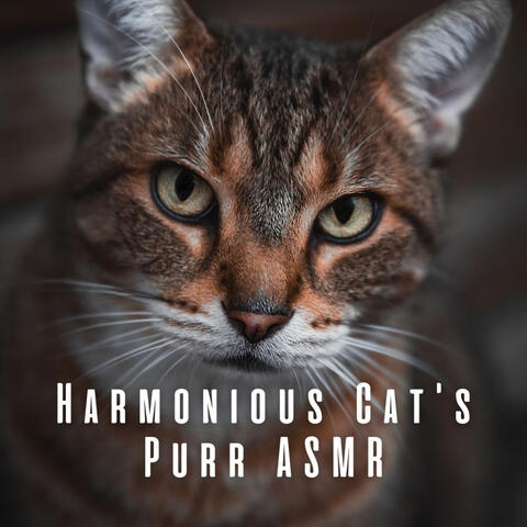 Harmonious Cat's Purr ASMR