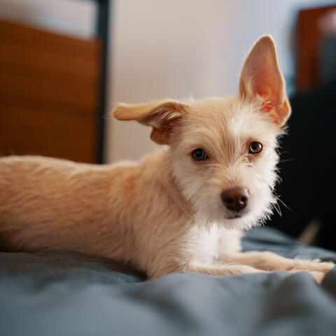 Canine Serenity: Calm Dogs Chill Music