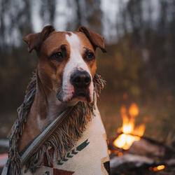 Spark's Soft Symphony