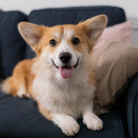 Canine Waterfall Serenity: Chill Sound Journey for Dogs