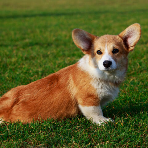 Nature's Ocean Chill Canine Symphony: A Soothing Atmosphere for Dogs