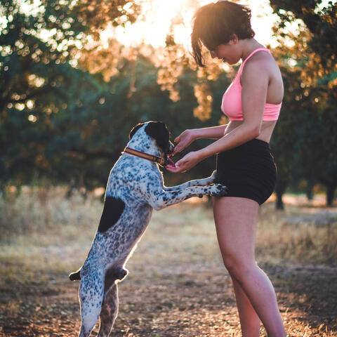 Playful Symphony: Chill Water Melodies for Joyful Pets