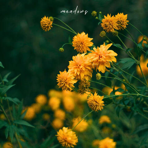 meadows