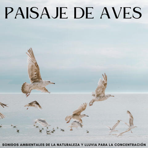 Paisaje De Aves: Sonidos Ambientales De La Naturaleza Y Lluvia Para La Concentración