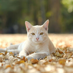 Chill Music for Cat Harmony