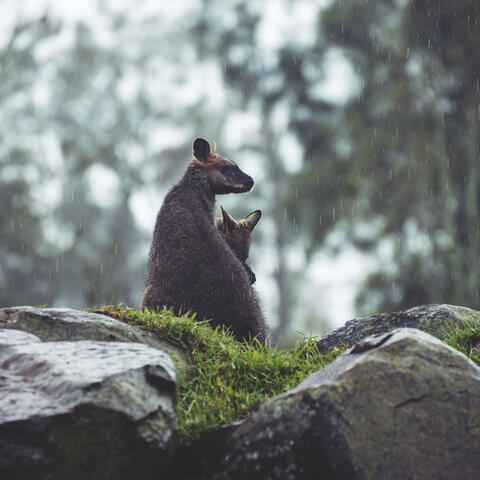 Rainy Repose Prelude: Drizzling Relaxation Symphony