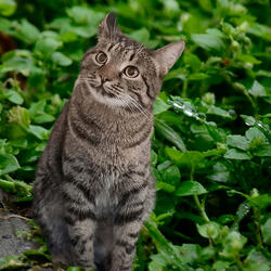 Cat and kittens meowing 2