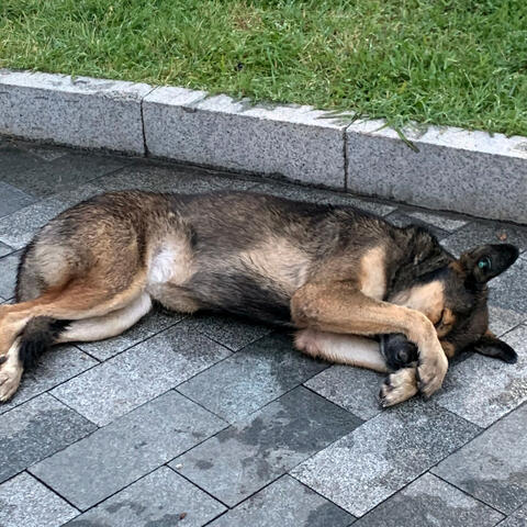 Rainy Pawsome Serenade: Dog Sleeping Soundscape Chill Music