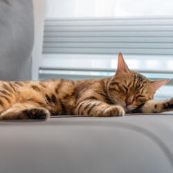 Cat Comfort Jazz Melody