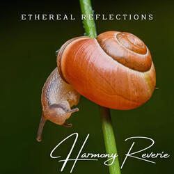 Echoes of Stillness