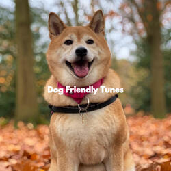 Excellent (Lonely Dog)
