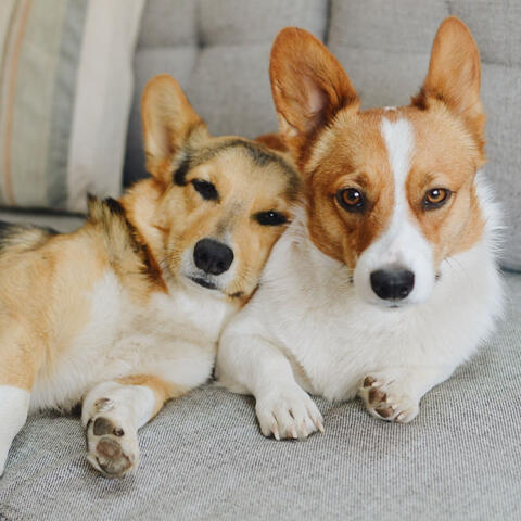 Harmonic Dog Bark: Blissful Jazz Lounge Harmony